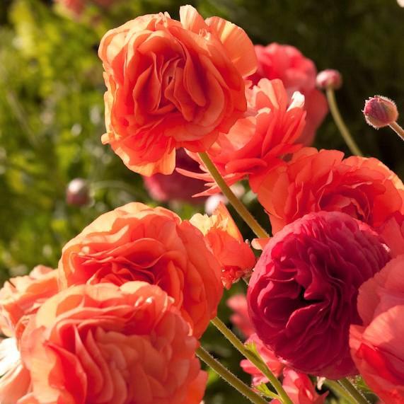 Tecolote Ranunculus Rose Flowers