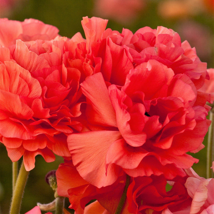 Multiple Rose Ranunculus Flowers