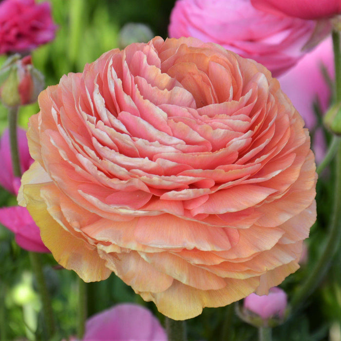 Ranunculus Salmon