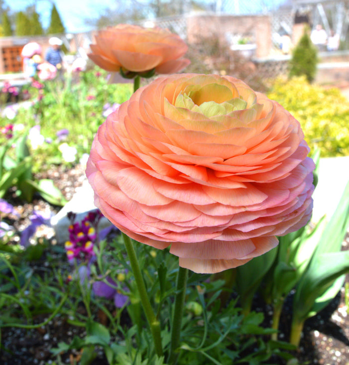 Salmon Ranunculus Flower