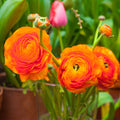 Orange Ranunculus Flower