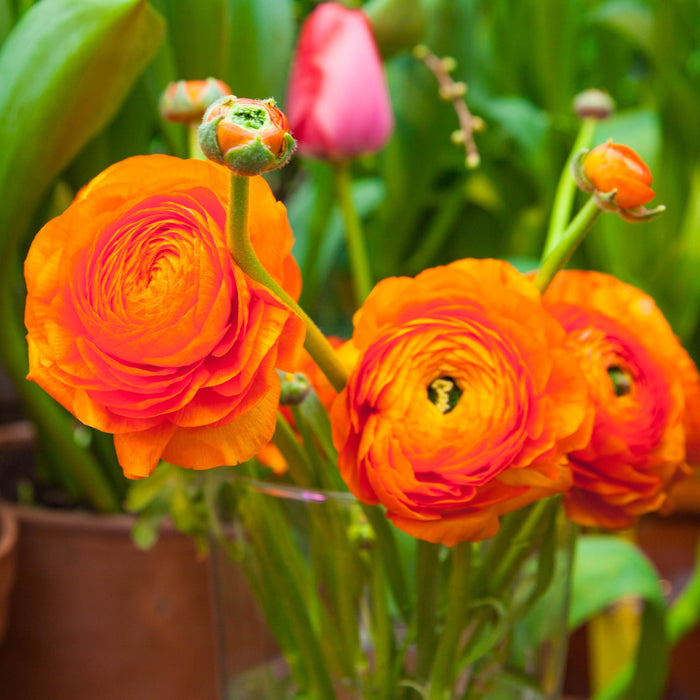 Orange Ranunculus Flower