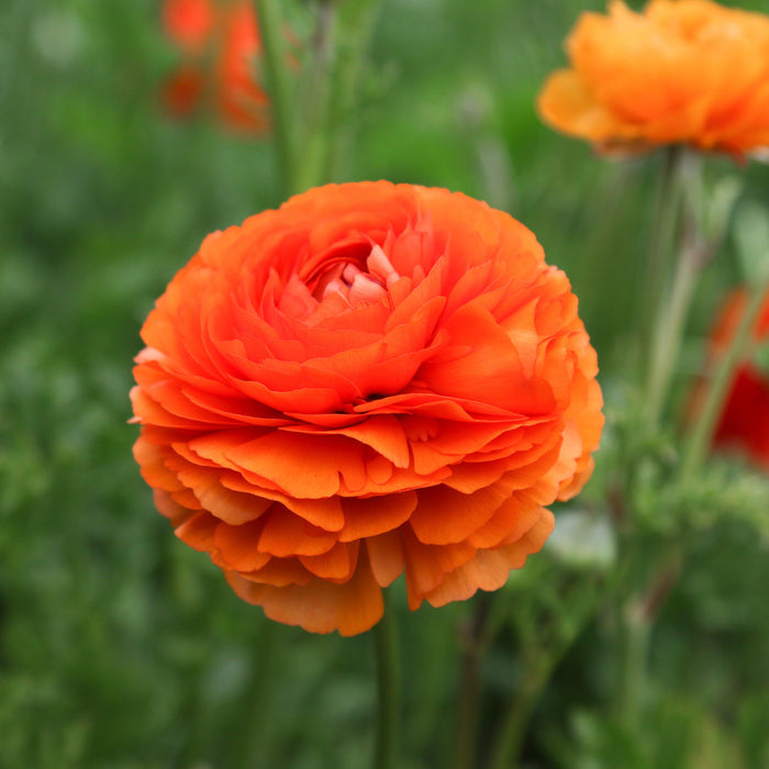 Single Tecolote Ranunculus Sunset Flower