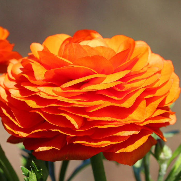 Tecolote Ranunculus Sunset