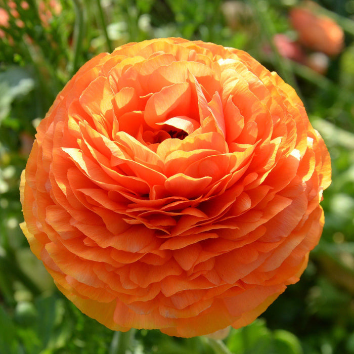Orange Ranunculus Sunset