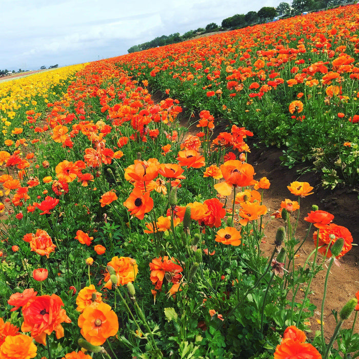 Fields of Tecolote Ranunculus Sunset