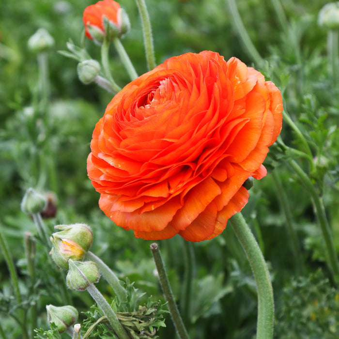 Closeup of Sunset Ranunculus