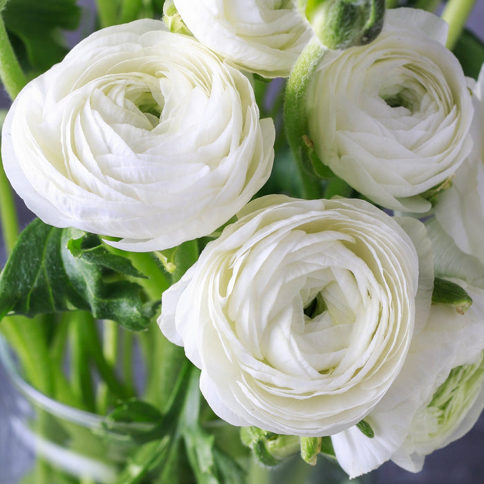 White Ranunculus Bouquet