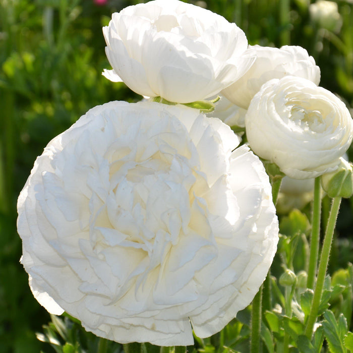 White Ranunculus Flowers