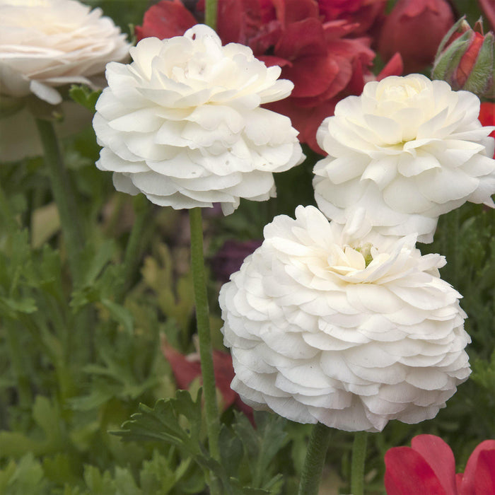 White Ranunculus