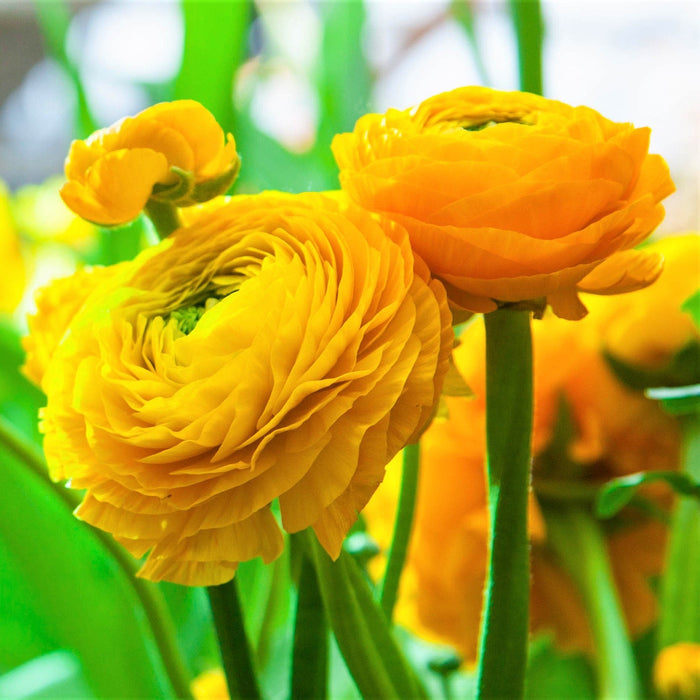 Yellow Ranunculus Flower