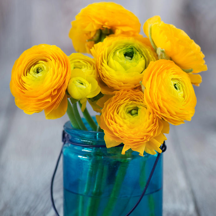 Ranunculus flowers in a vase