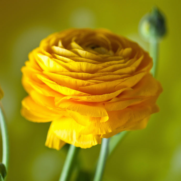 Ranunculus Yellow