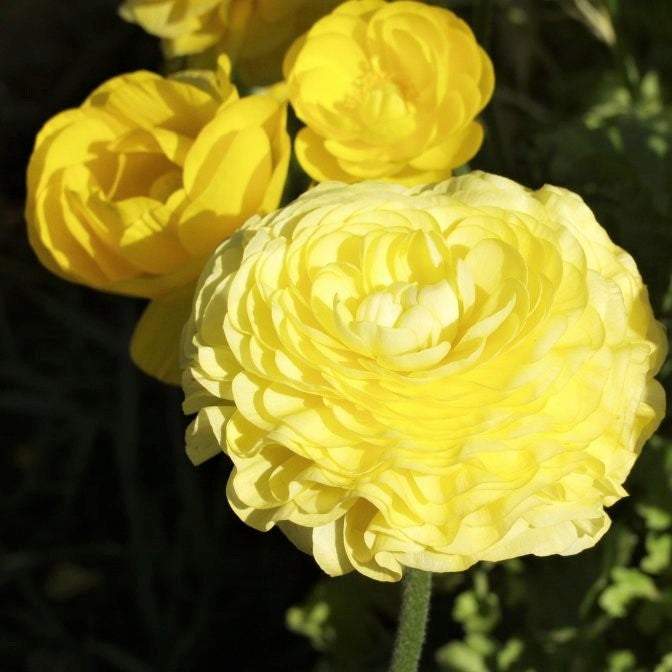 Yellow Ranunculus Flowers