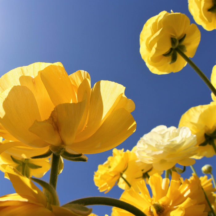 Yellow Ranunculus