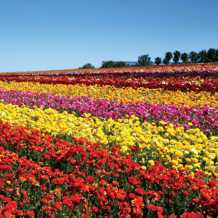 Ranunculus flower fields