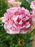 Ranunculus Brushmark Cesar®