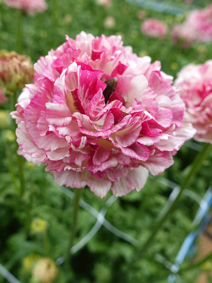 Ranunculus Brushmark Cesar®