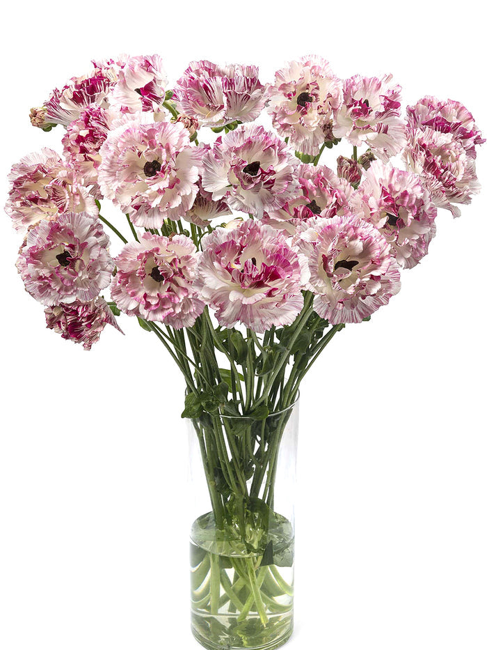 Ranunculus Brushmark Cesar®