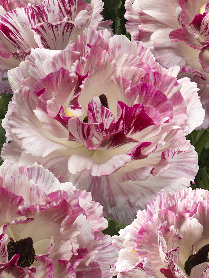 Ranunculus Brushmark Cesar®