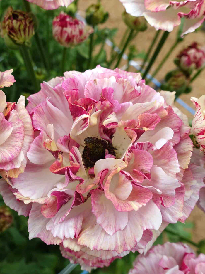 Ranunculus Brushmark Cesar®