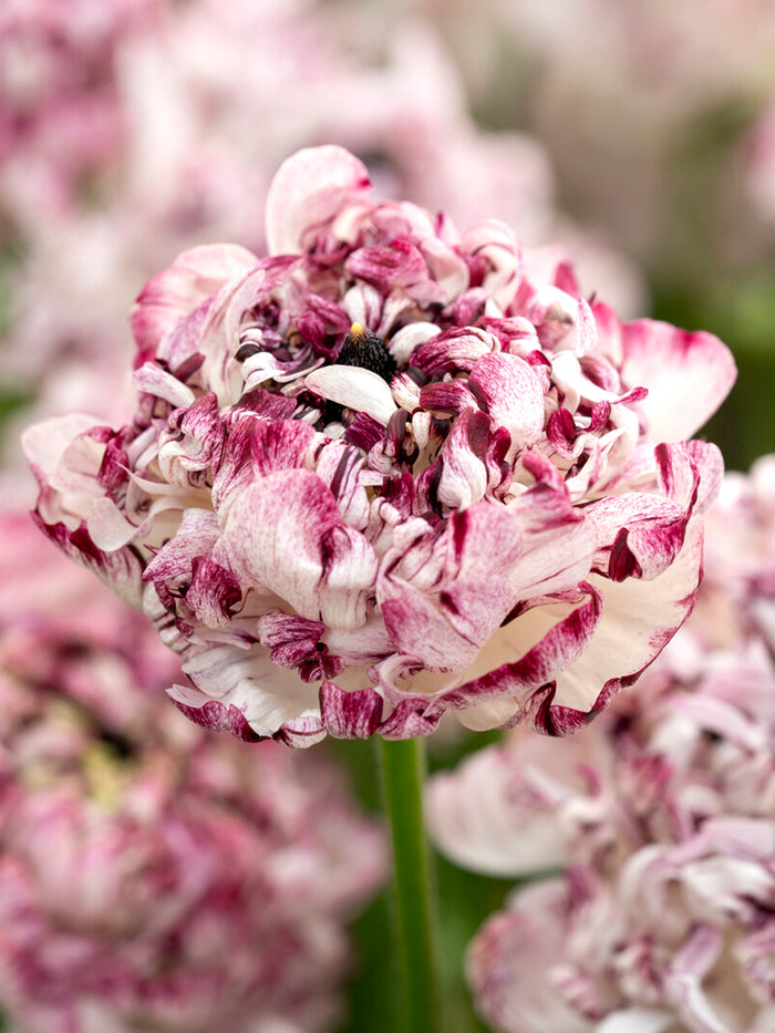 Ranunculus Brushmark Seti®