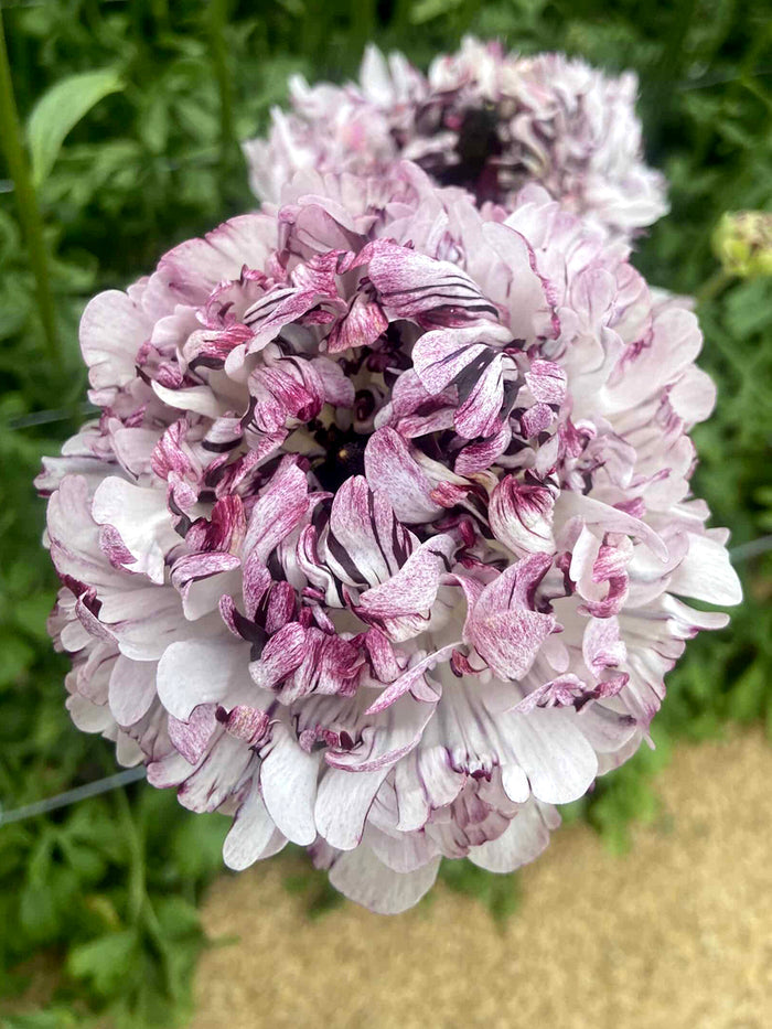 Ranunculus Brushmark Seti®
