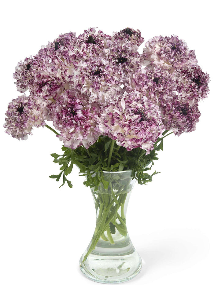 Ranunculus Brushmark Seti®