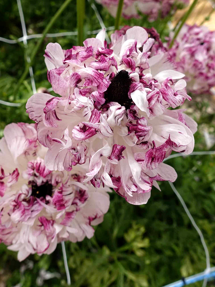 Ranunculus Brushmark Seti®