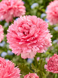 Ranunculus Poodle Ramlia