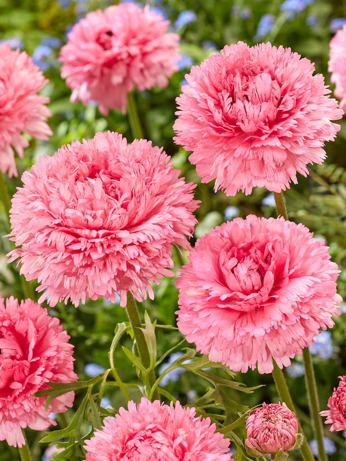 Ranunculus Poodle Ramlia