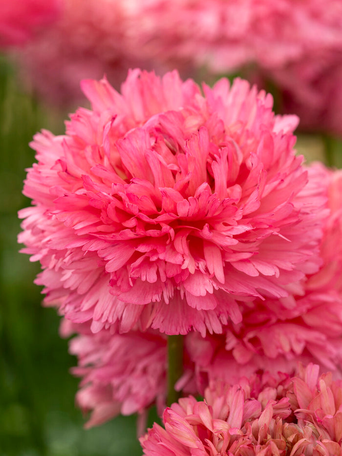 Ranunculus Poodle Ramlia