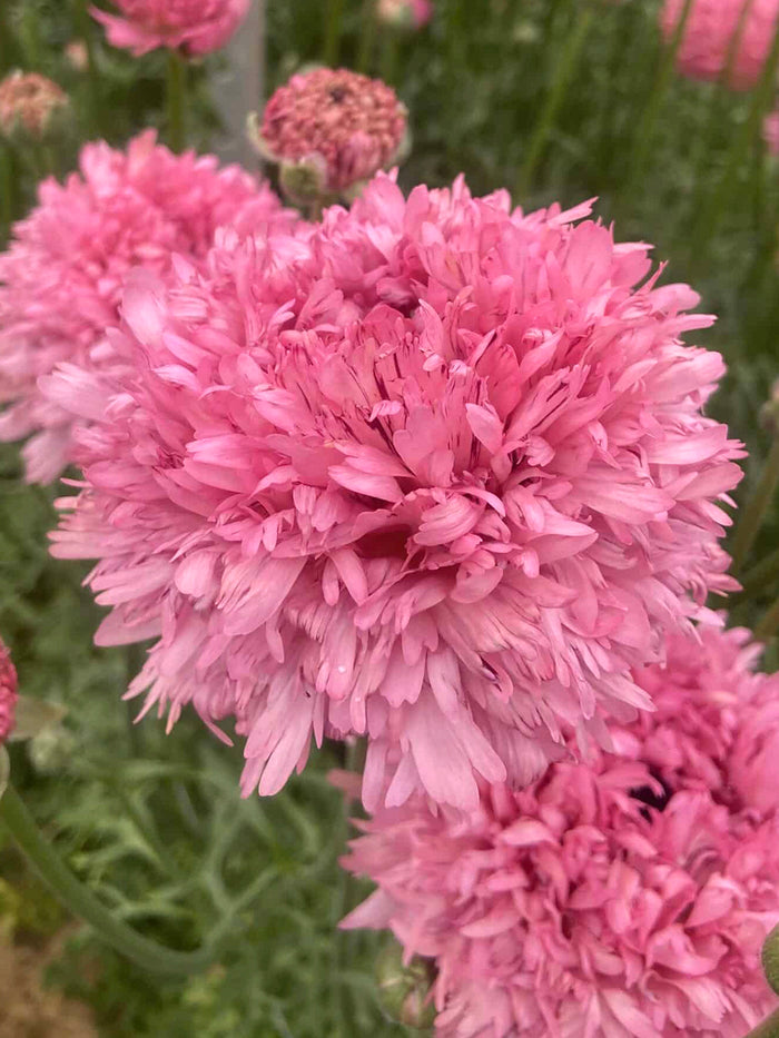 Ranunculus Poodle Ramlia