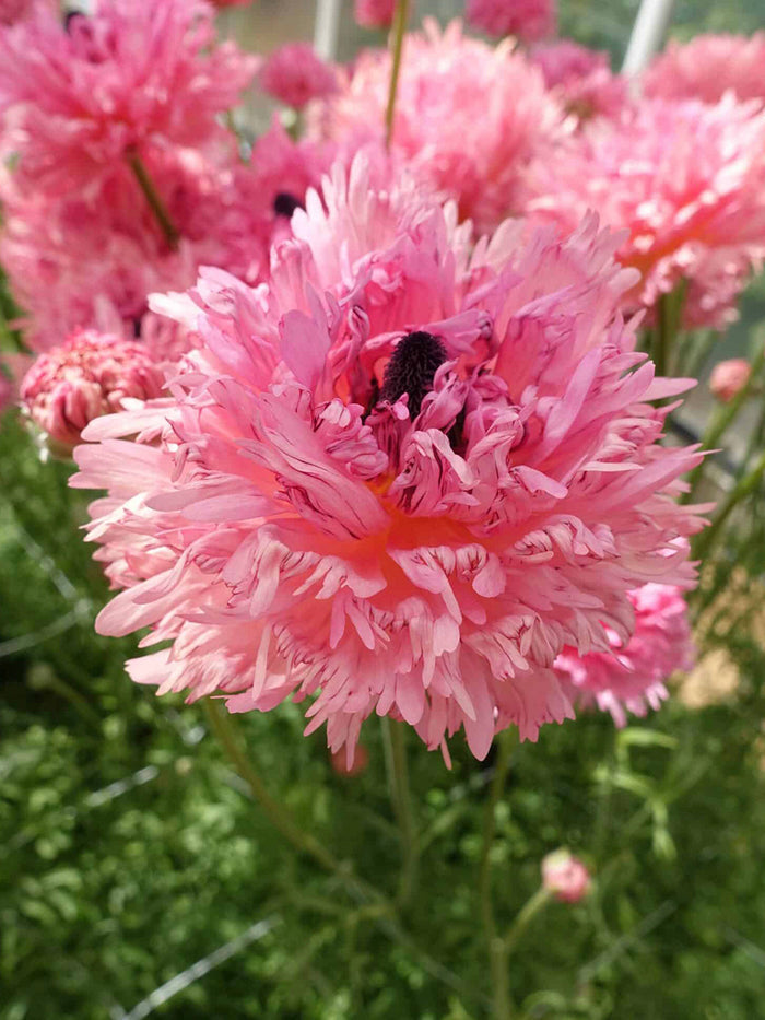Ranunculus Poodle Ramlia