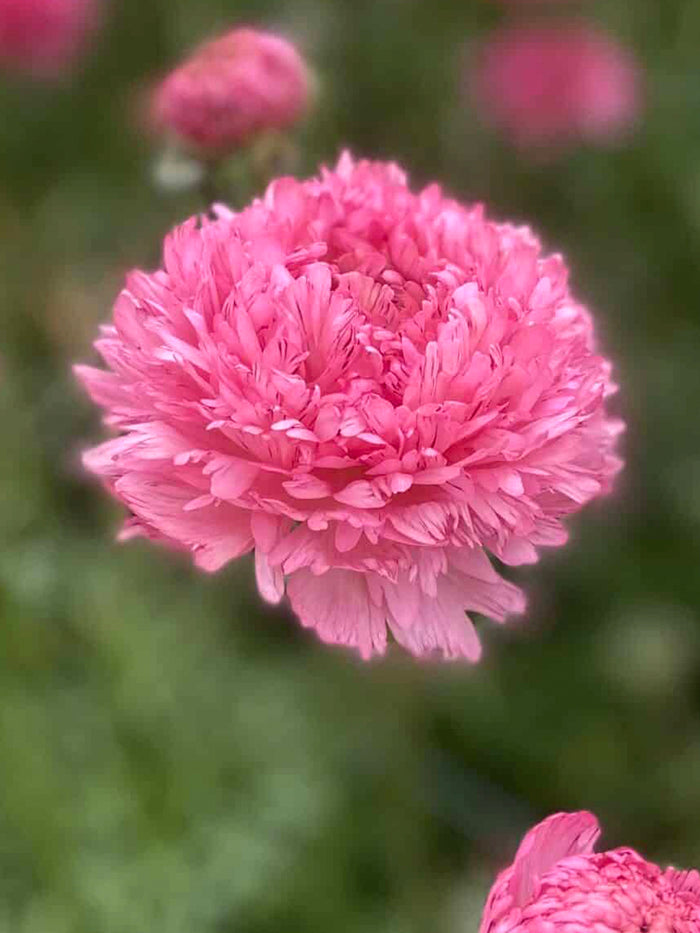 Ranunculus Poodle Ramlia