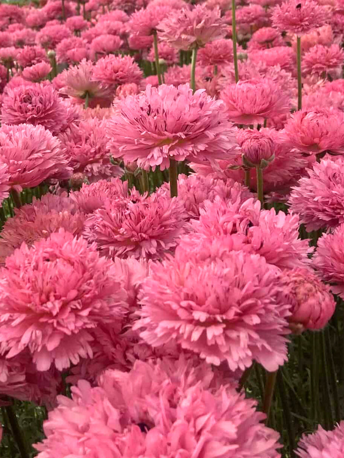 Ranunculus Poodle Ramlia