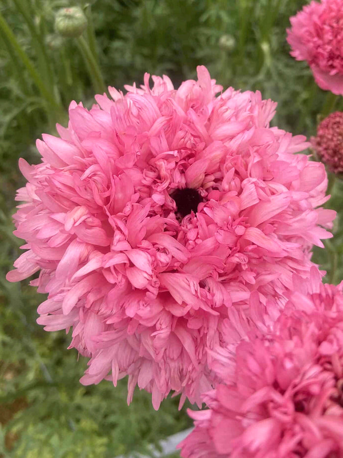 Ranunculus Poodle Ramlia