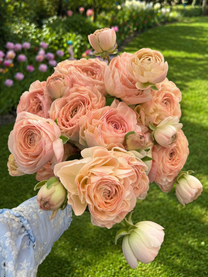 Ranunculus Romance™ Ferrand