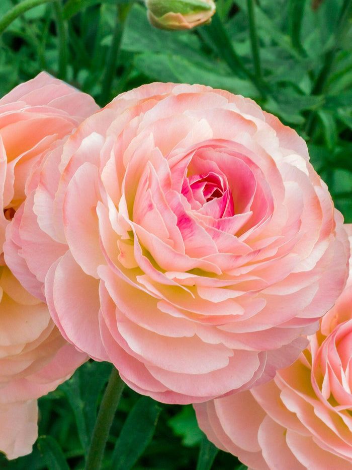 Ranunculus Romance™ Ferrand