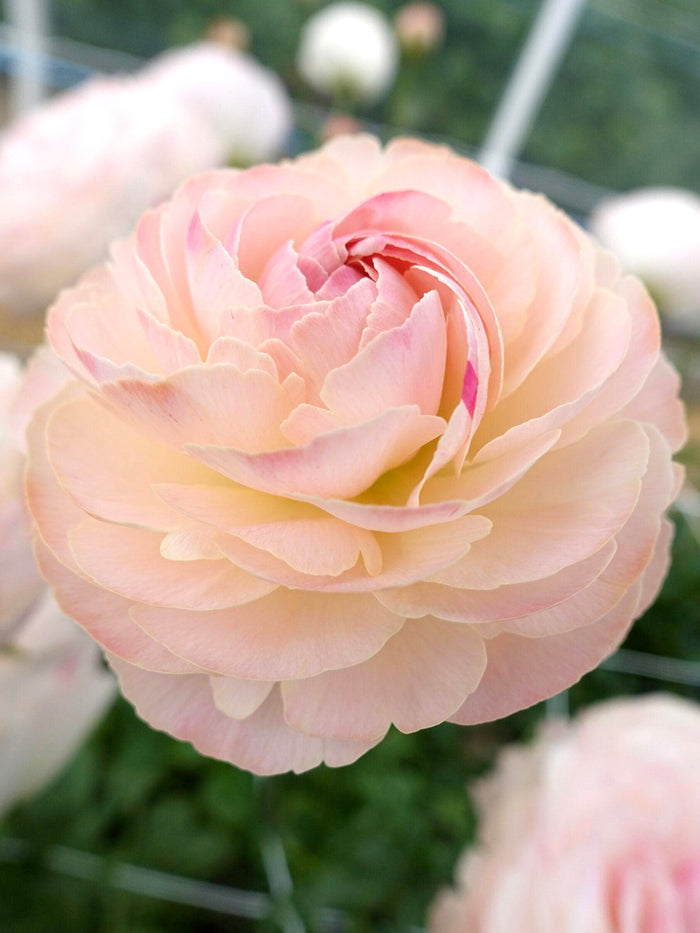 Ranunculus Romance™ Ferrand