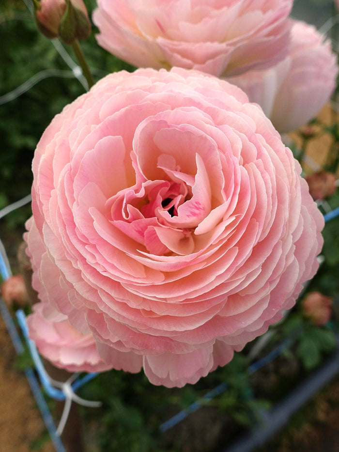 Ranunculus Romance™ Ferrand