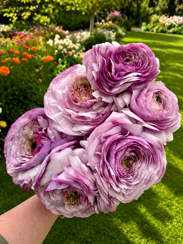 Ranunculus Romance™ Gascogne