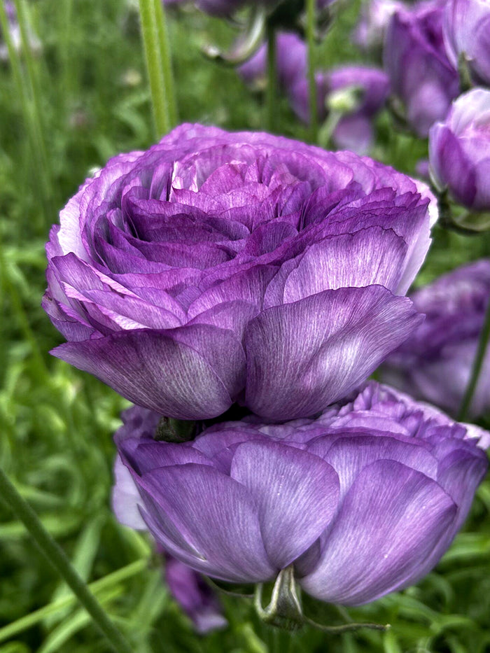 Ranunculus Romance™ Gascogne