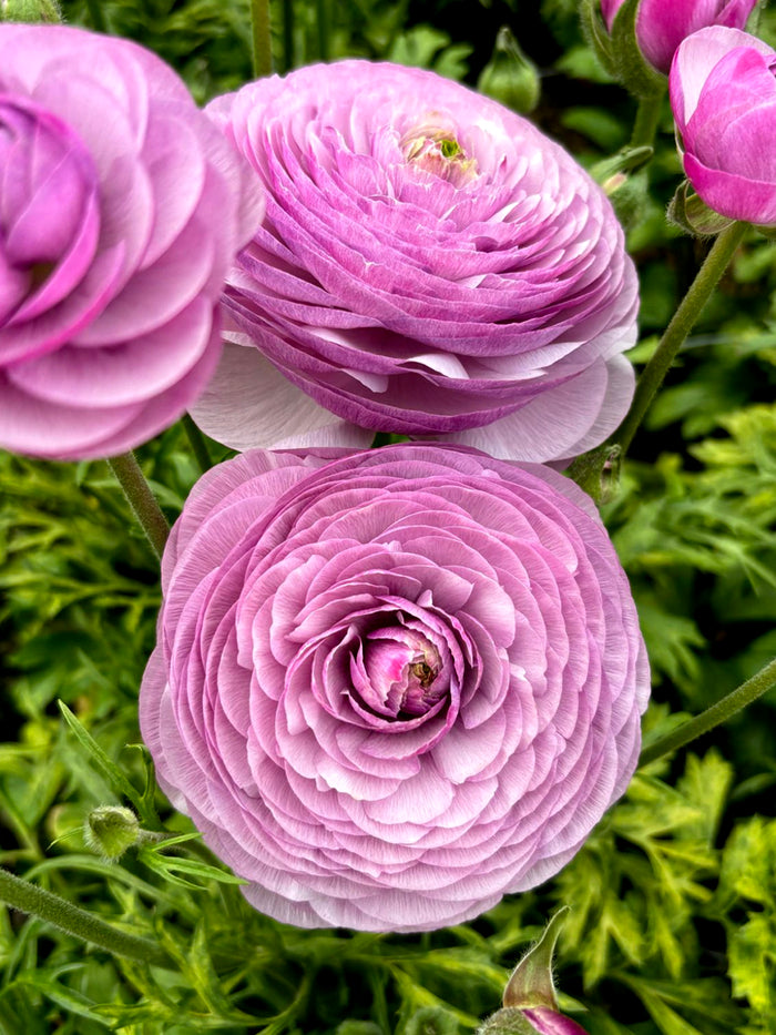 Ranunculus Romance™ Gascogne