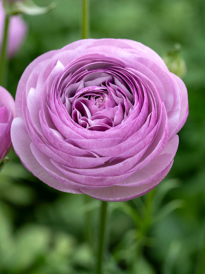 Ranunculus Romance™ Gascogne