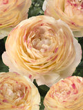 Ranunculus Romance™ Hydra