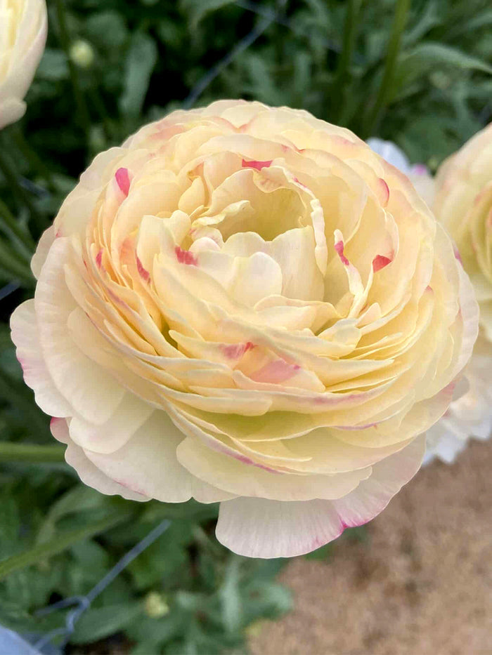 Ranunculus Romance™ Hydra