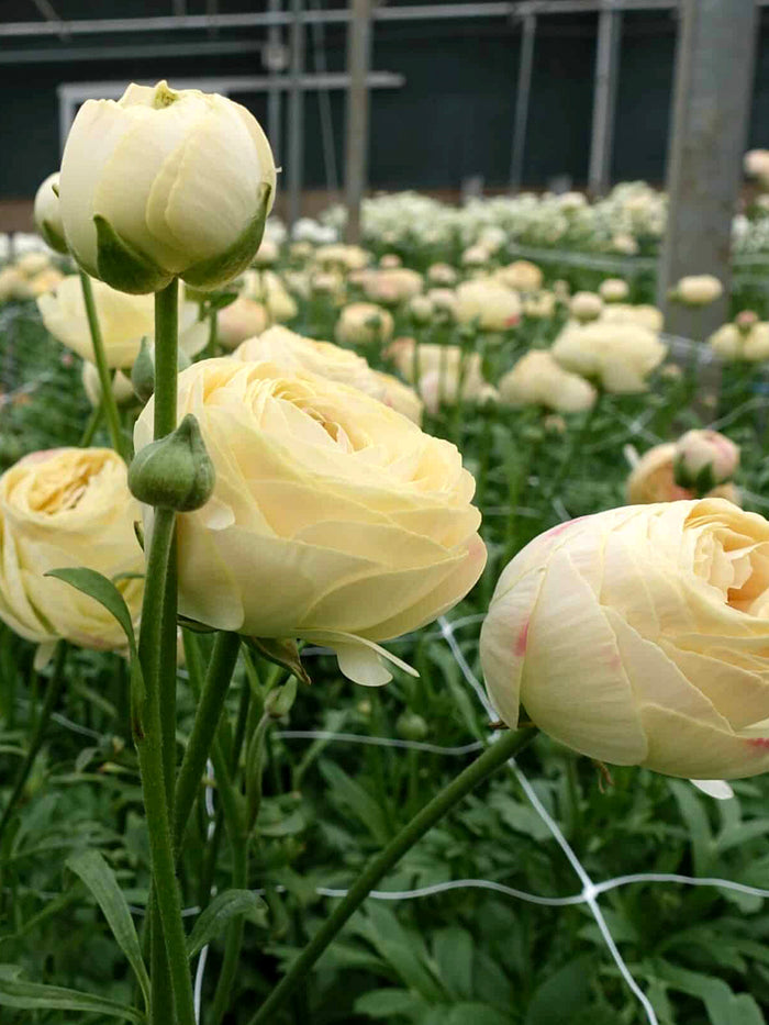 Ranunculus Romance™ Hydra