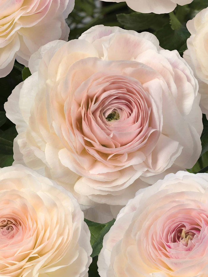 Ranunculus Romance™ Maritime