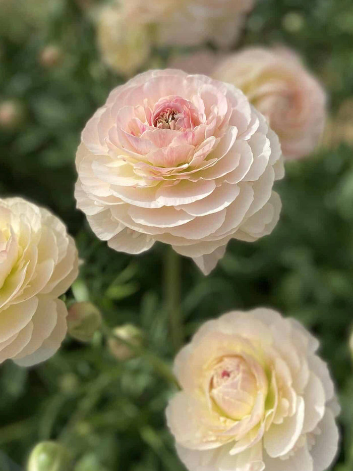 Ranunculus Romance™ Maritime